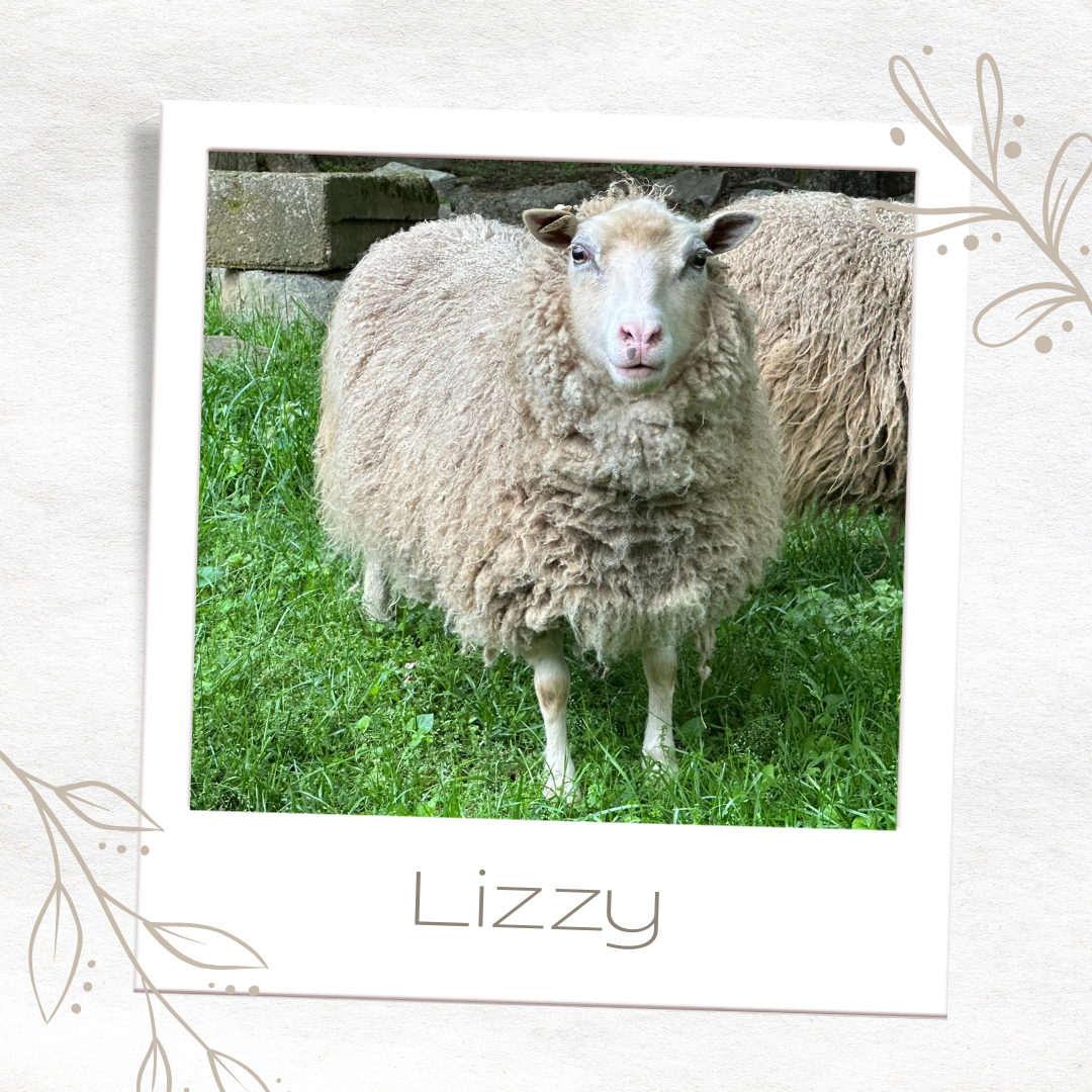 Raw Cream Shetland Ewe Fleece from Lizzy