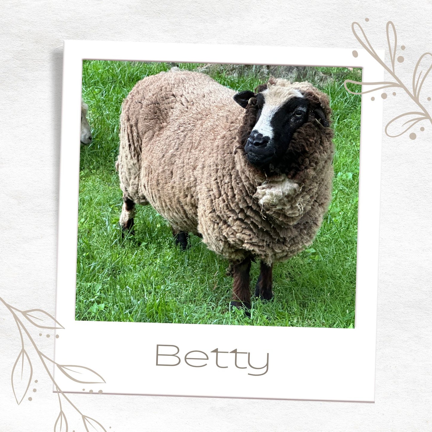 Carribean Blue 80/20 Shetland and Southdown Heathered Wool Roving