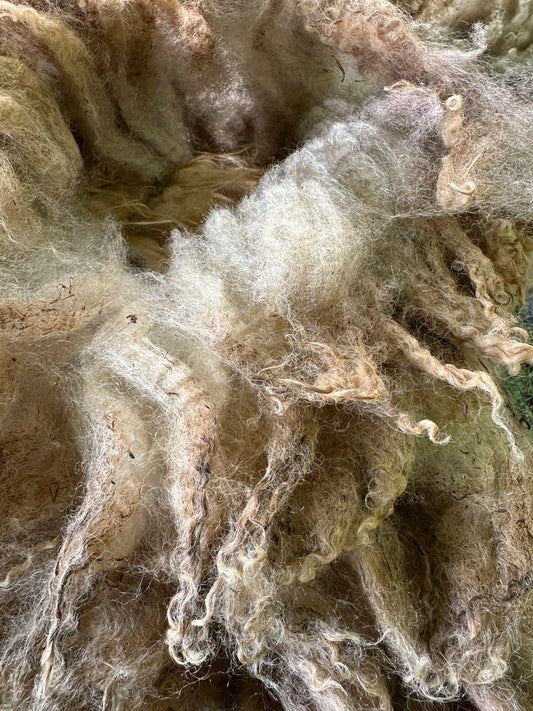 Raw Ivory and Gray Shetland Ewe Fleece from Nemo