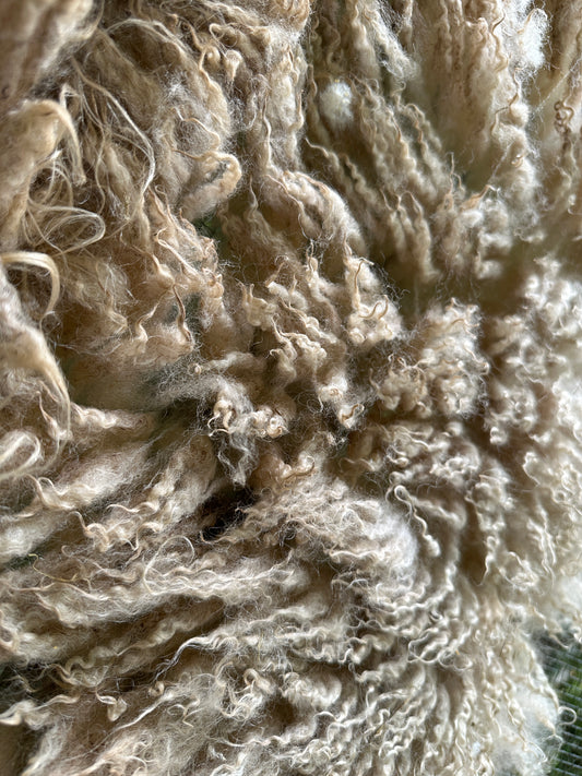 Raw Light Fawn Shetland Ewe Fleece from Gracie