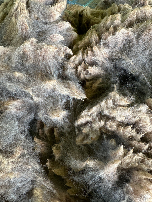 Raw Gray Southdown Wool from Betty ~ Sold by the Ounce