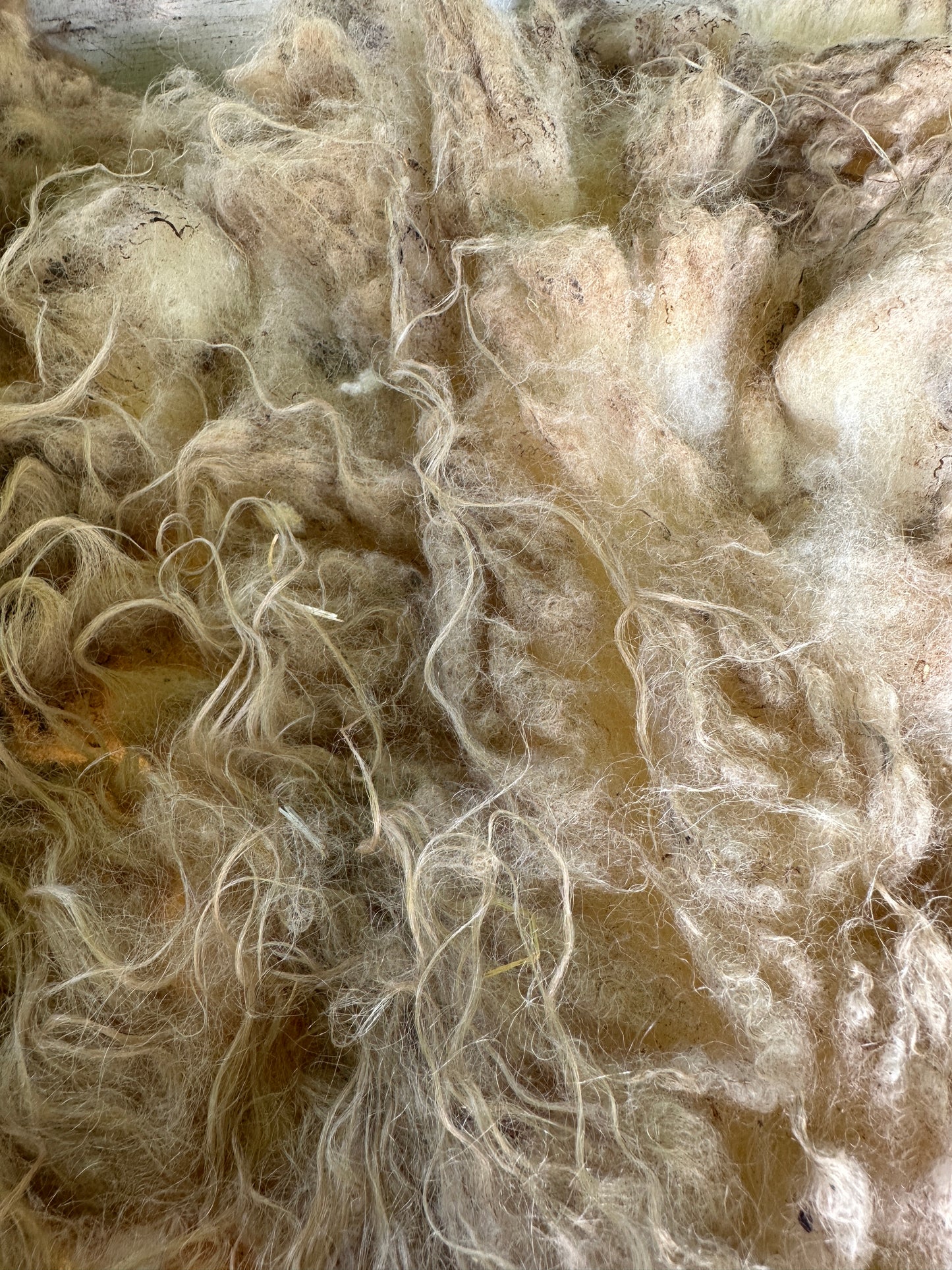 Raw Cream Shetland Ewe Fleece from Lizzy