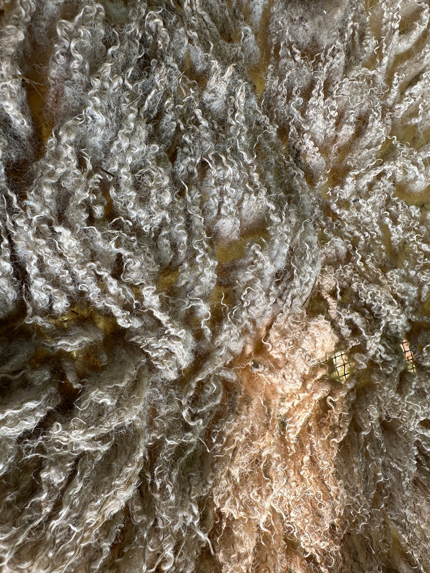 Raw Cream Shetland Ewe Fleece from Lizzy