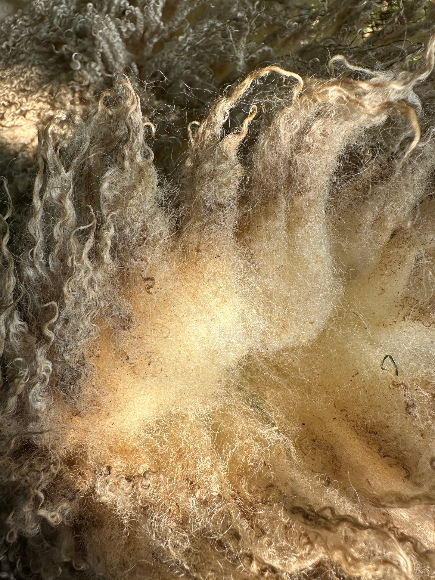 Raw Cream Shetland Ewe Fleece from Lizzy