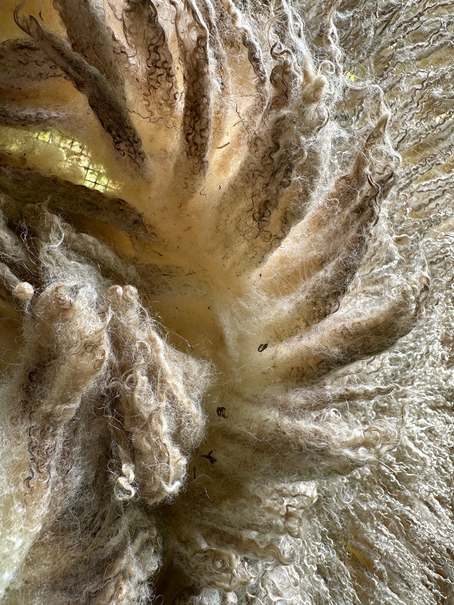 Raw Cream Shetland Ewe Fleece from Lizzy