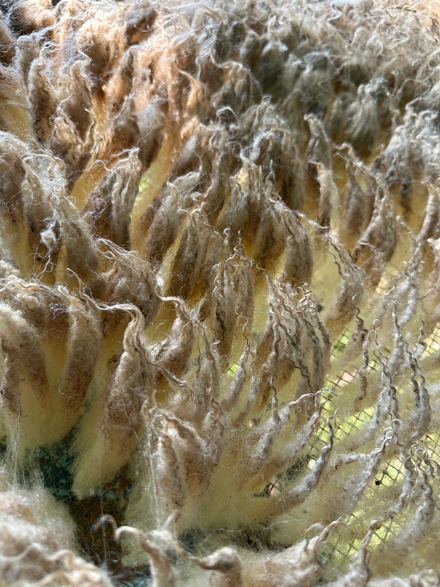 Raw Cream Shetland Ewe Fleece from Lizzy