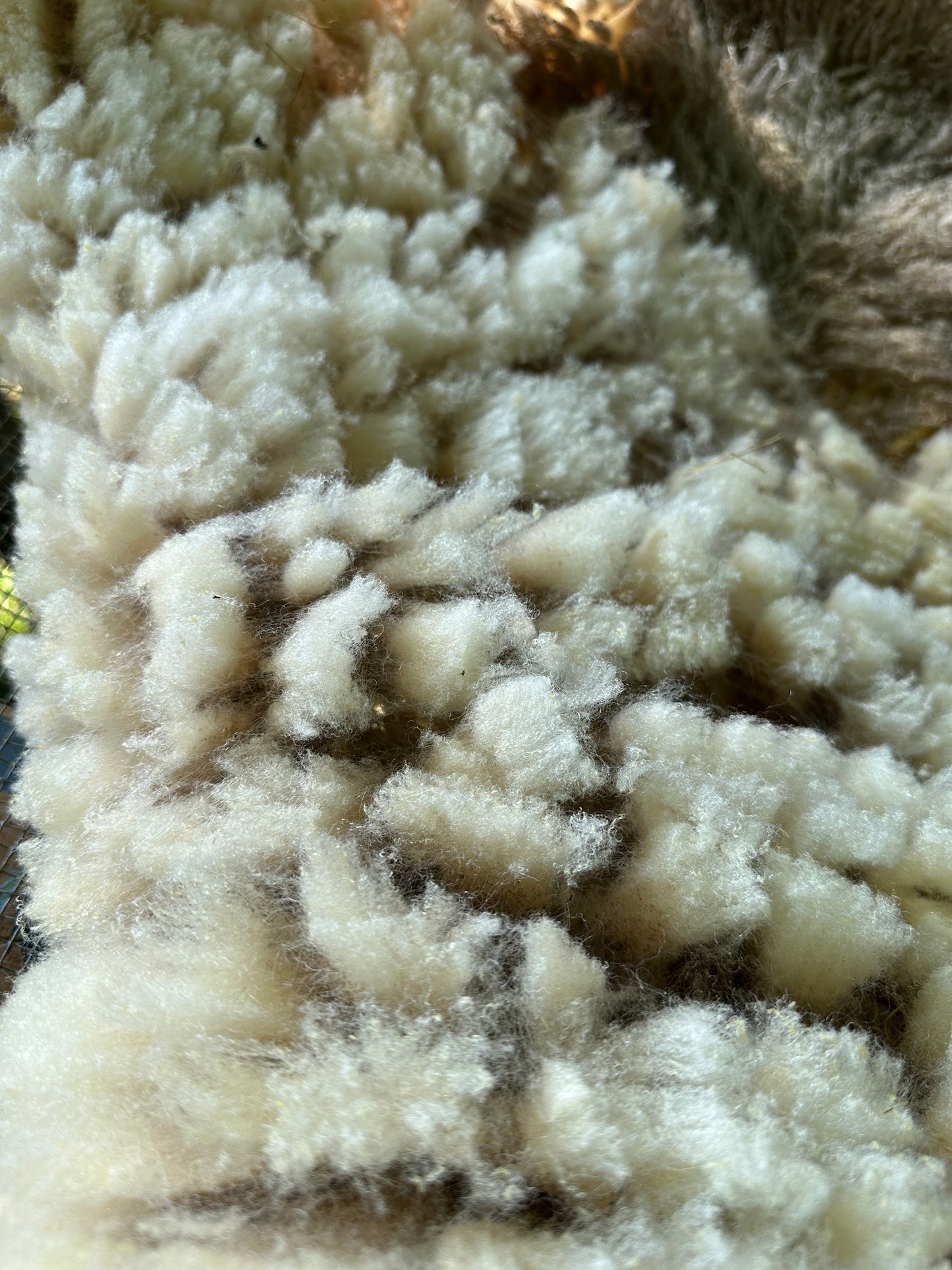 Raw Cream Shetland Ewe Fleece from Lizzy