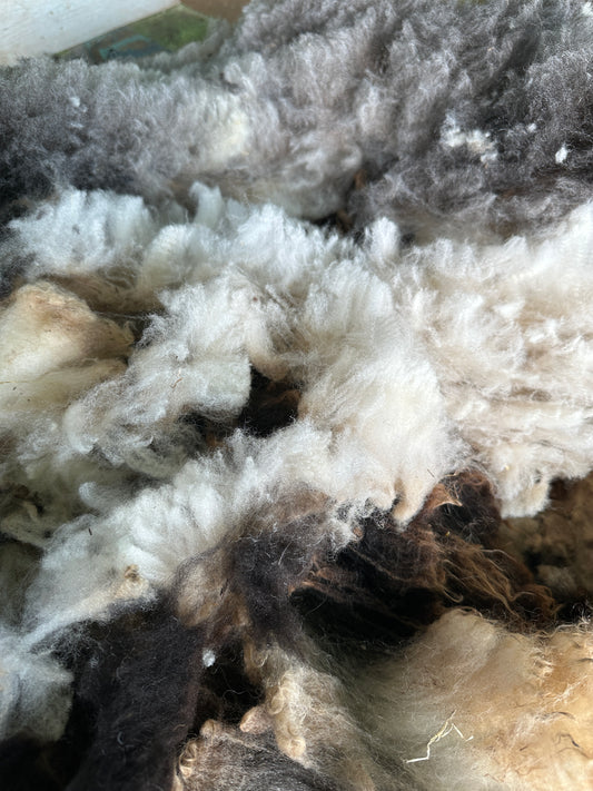 Raw Charcoal and Ivory BFL/Cormo/Shetland Cross Ewe Fleece from Frankie