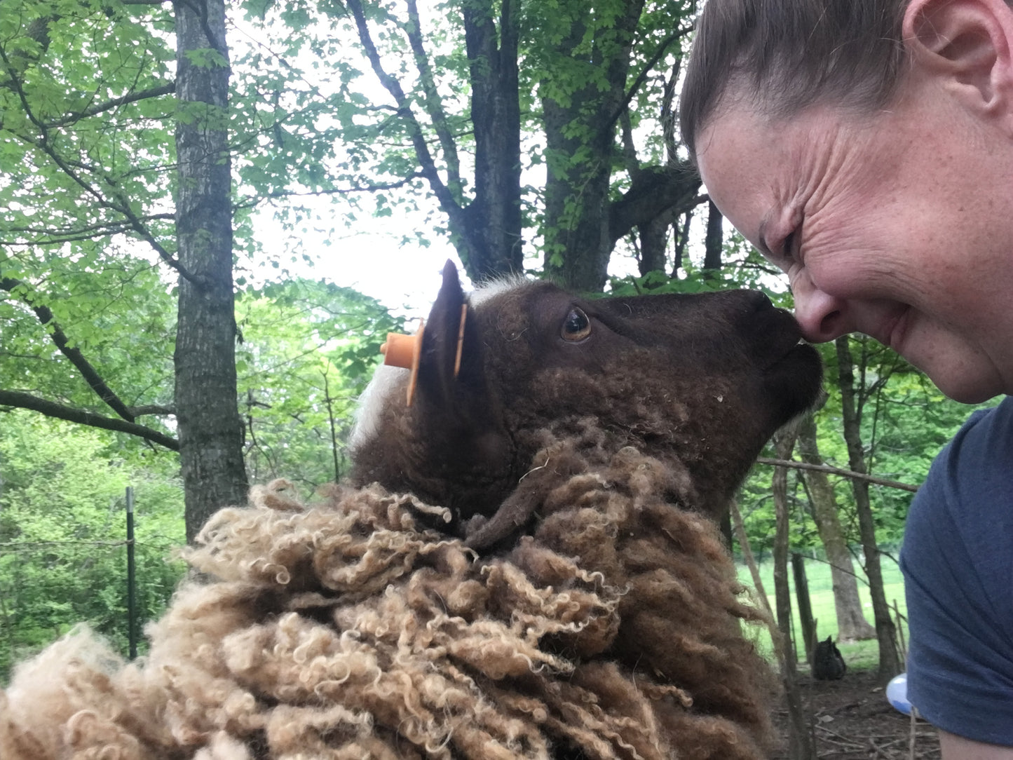 Shetland Wool and Alpaca Blanket Roving from Pumpkin and Lollipop