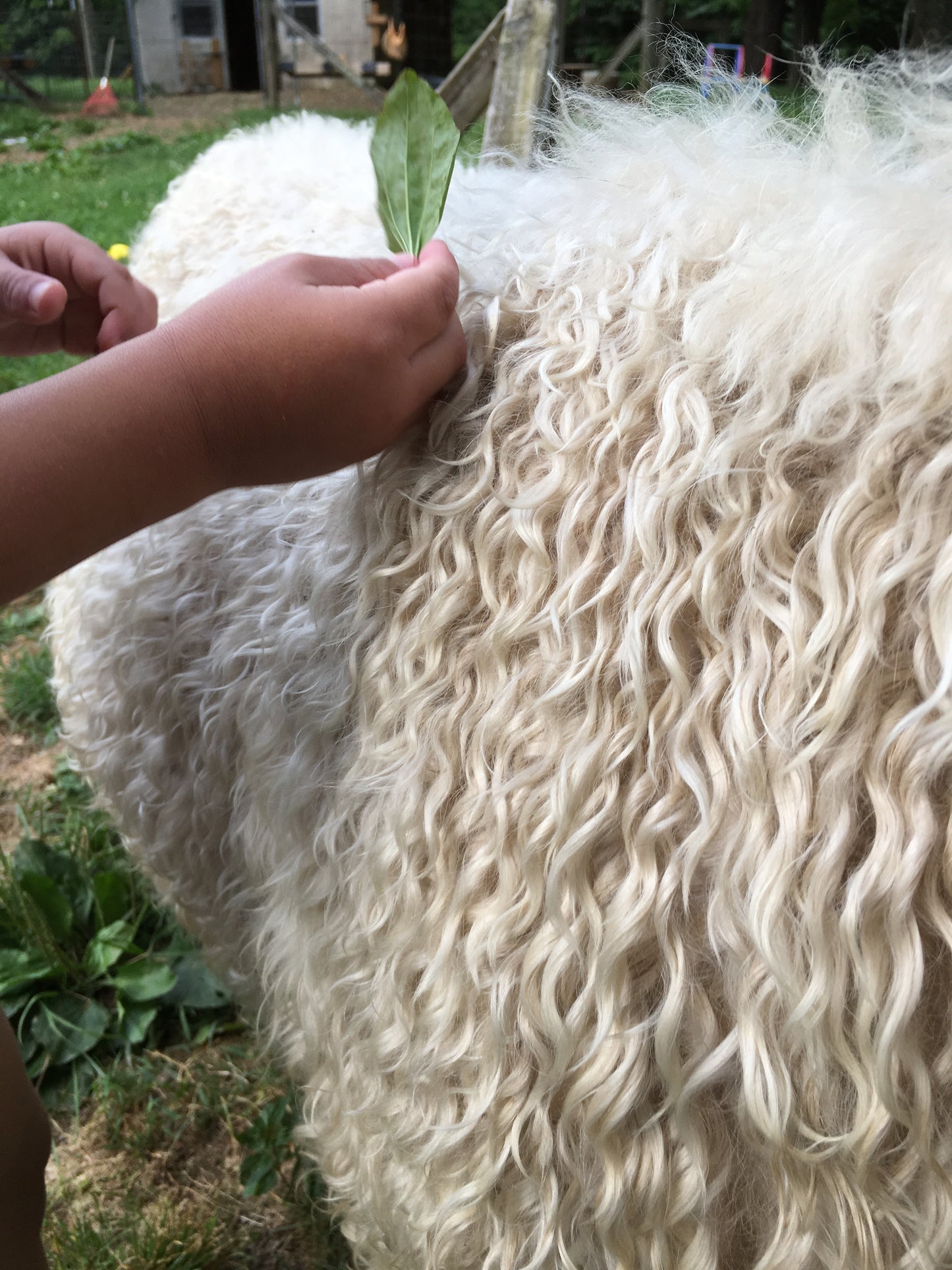 Py-Gora/Mohair and BFL Wool Roving ~ Bitty Bump