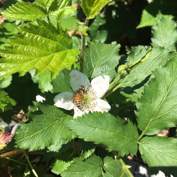 Farm Blend Honey