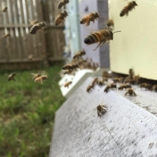 Mild and Sweet Honey from Queens Norah and Kit