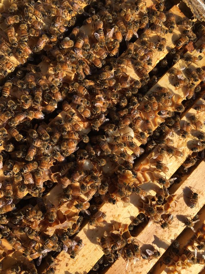 Rich Honey from Queens Emma and Mary