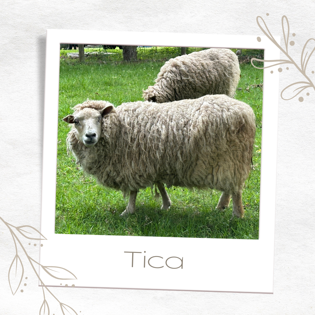 Duckling Yellow 80/20 Shetland and Southdown Heathered Wool Roving