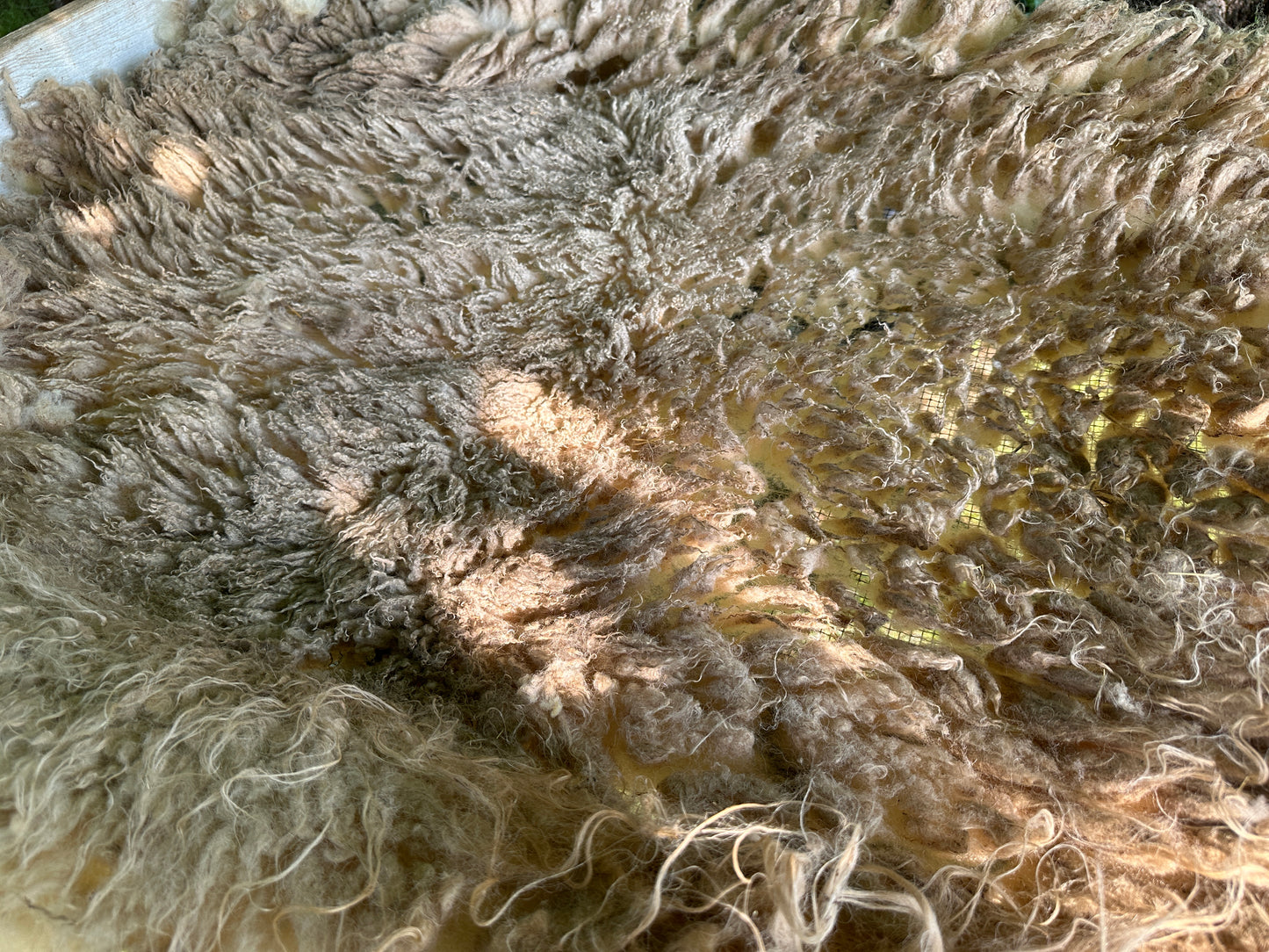 Raw Cream Shetland Ewe Fleece from Lizzy