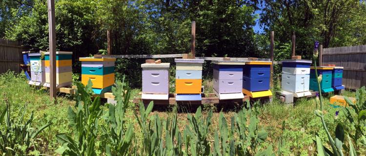 Load video: A minute of a spring morning on a farm. There are honey bees on flowers buzzing, ducks waddling by quacking, goats grazing in a lush green field, a large quite turkey gobbling, a ladybug on a fruit tree, and chickens foraging.