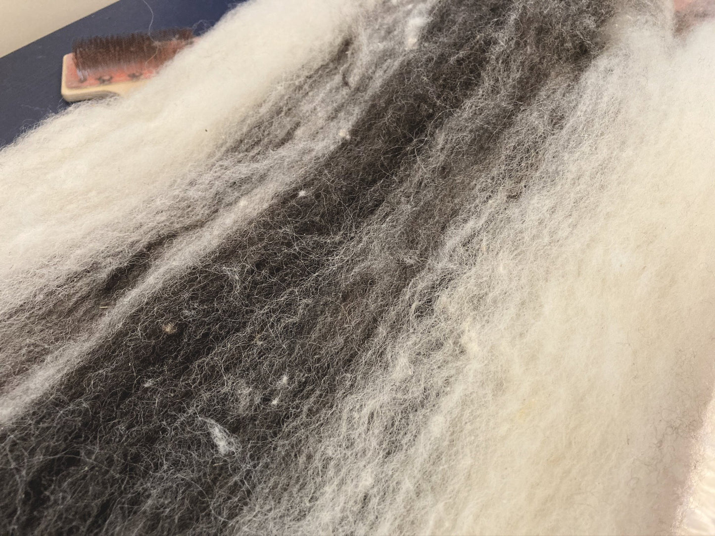 100% Sheltand Wool Monochrome Grad Batt for Rustic Spinning