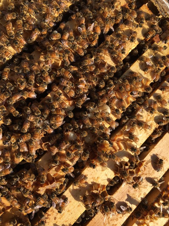 Comb Honey from Queen Gertie's Hive